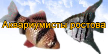 Аквариумные рыбки в Ростове