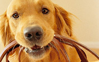 Povodok.by - блог о собаках и щенках