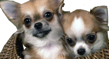Чихуахуа, самые маленькие собачки на земле