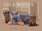 ILIOS CATS - мои солнечные британские кошки