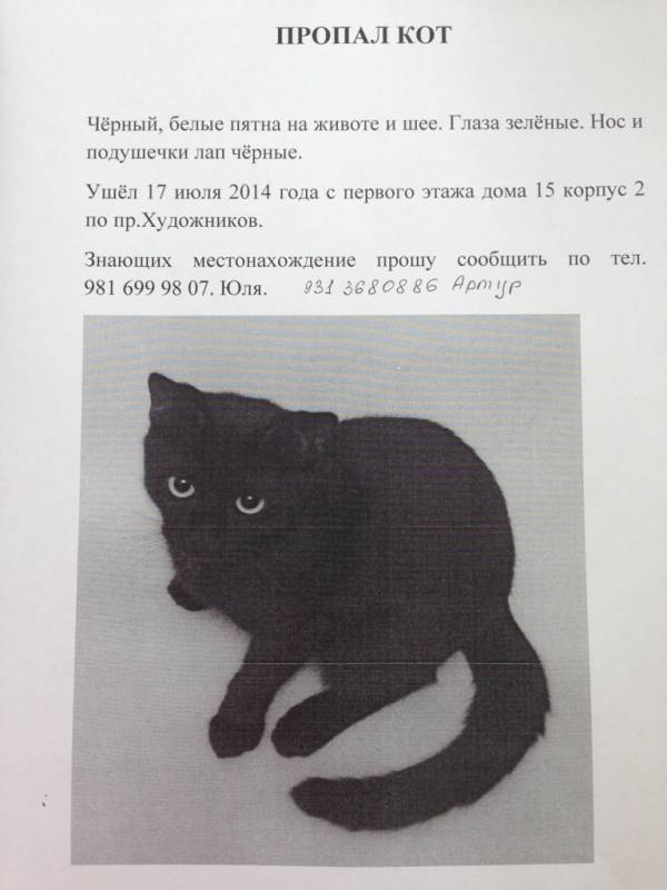 Черная кошка содержание. Объявления о пропаже котов. Объявление о пропаже черного кота. Объявления о пропаже котят чёрный. Пропал кот объявления.