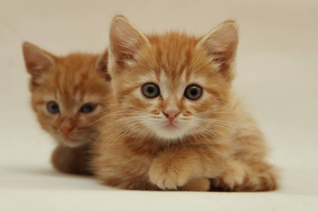 Кошки купить спб недорого. Рыжий котёнок. Рыжий котенок гладкий. Подобранный рыжий котёнок. Рыжие котята СПБ.