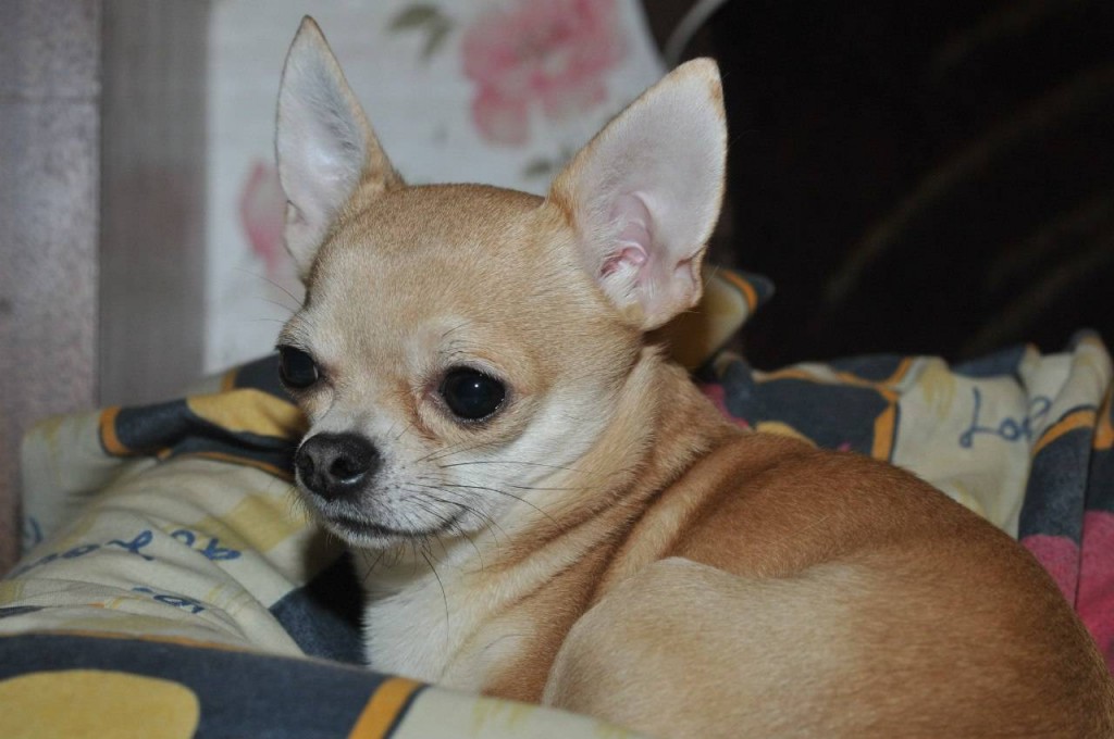 Escort Chihuahua